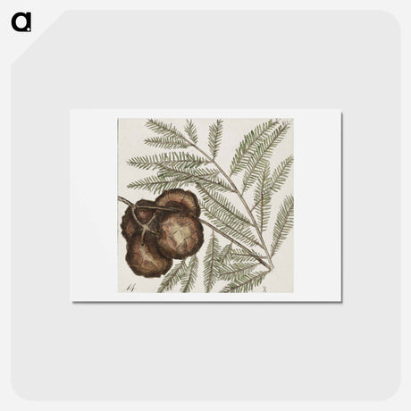 アートポストカード-Natural History of Carolina Trees
 - マーク ケイツビー Postcard.