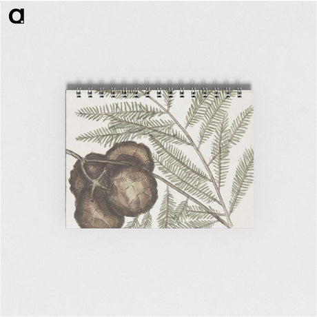 2-49_Mark-Catesby_memo