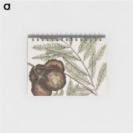 アートメモ帳-Natural History of Carolina Trees
 - マーク ケイツビー Memo.