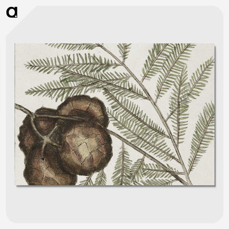 2-49_Mark-Catesby_picture-crop