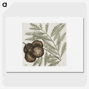 2-49_Mark-Catesby_picture