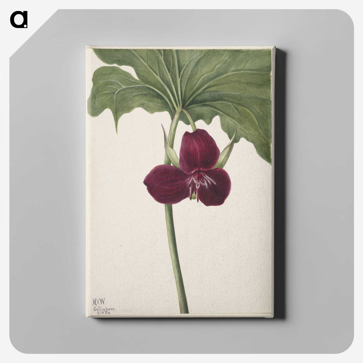 2-49_Mary-Vaux-Walcott_canvas