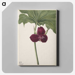 2-49_Mary-Vaux-Walcott_canvas