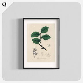 アートポスター-Ulmus campestris Illustration
 - 薬用植物学 Poster.