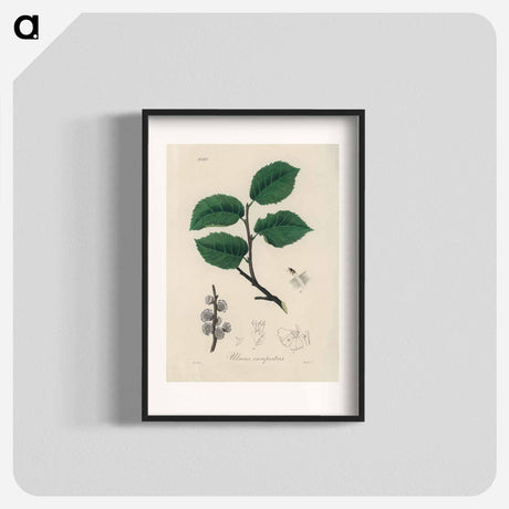 アートポスター-Ulmus campestris Illustration
 - 薬用植物学 Poster.