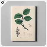 アートパネル-Ulmus campestris Illustration
 - 薬用植物学 Canvas.