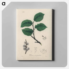 アートパネル-Ulmus campestris Illustration
 - 薬用植物学 Canvas.