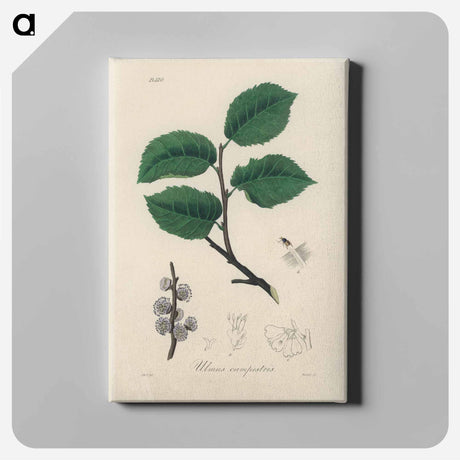 アートパネル-Ulmus campestris Illustration
 - 薬用植物学 Canvas.