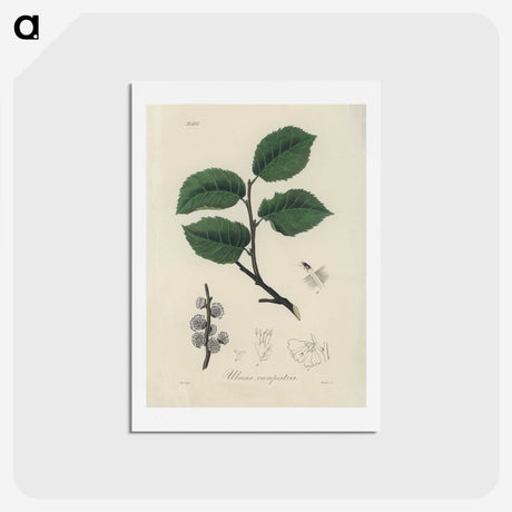 2-49_Medical-Botany_hagaki