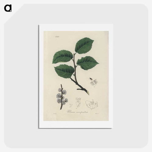 ニレの木のイラスト - 薬用植物学 Postcard.