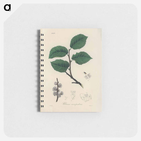 アートメモ帳-Ulmus campestris Illustration
 - 薬用植物学 Memo.