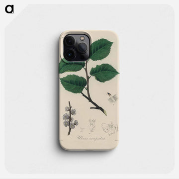 Ulmus campestris Illustration
 - 薬用植物学 Phone Case.