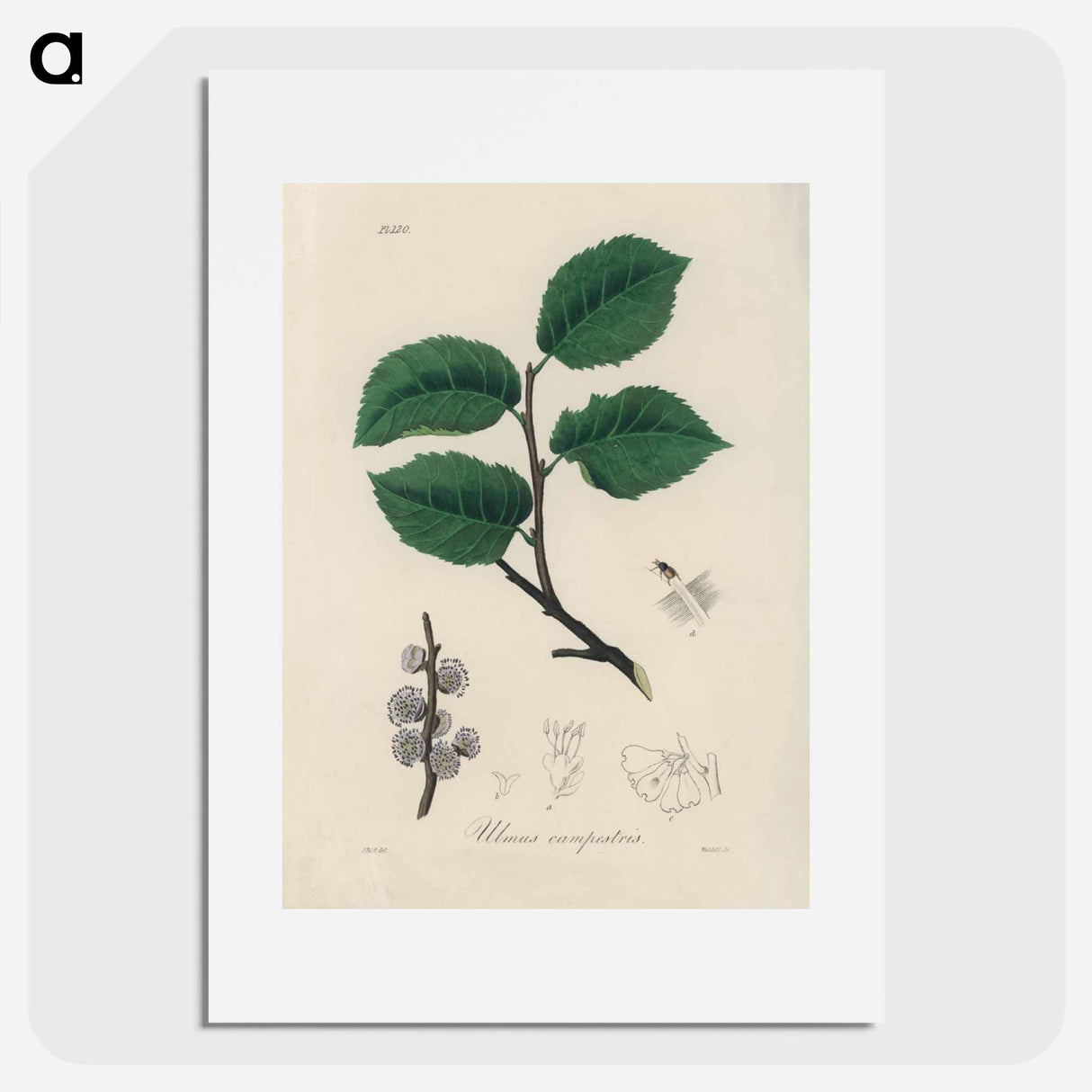 アートポスター-Ulmus campestris Illustration
 - 薬用植物学 Poster.
