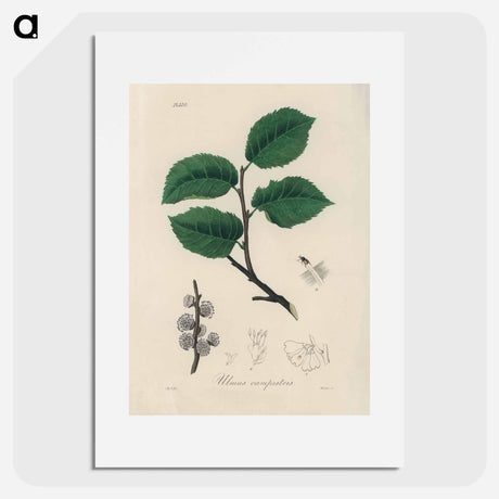 アートポスター-Ulmus campestris Illustration
 - 薬用植物学 Poster.