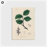 アートポストカード-Ulmus campestris Illustration
 - 薬用植物学 Postcard.
