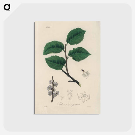 アートポストカード-Ulmus campestris Illustration
 - 薬用植物学 Postcard.