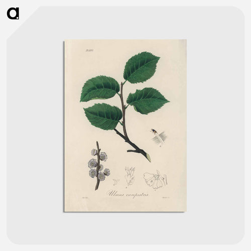 Ulmus campestris Illustration
 - Medicinal Botany Postcard.