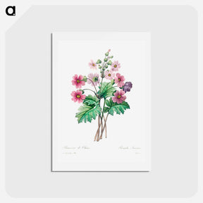 アートポストカード-The Chinese primrose - ピエール ジョゼフ ルドゥーテ Postcard.
