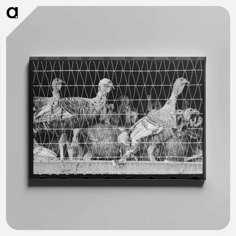アートパネル-Branding Calves
 - ラッセル リー Canvas.