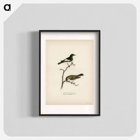 アートポスター-Pied Flycatcher
 - スヴェンスカ フォグラル Poster.