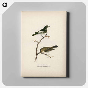 アートパネル-Pied Flycatcher
 - スヴェンスカ フォグラル Canvas.