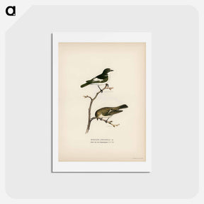 アートポストカード-Pied Flycatcher
 - スヴェンスカ フォグラル Postcard.