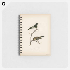 アートメモ帳-Pied Flycatcher
 - スヴェンスカ フォグラル Memo.