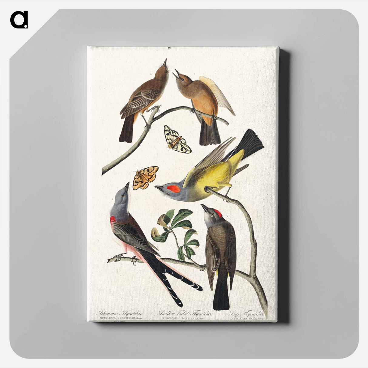 アートパネル-Arkansaw Flycatcher, Swallow-Tailed Flycatcher and Says Flycatcher from Birds of America
 - アメリカの鳥たち Canvas.