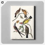 アートパネル-Arkansaw Flycatcher, Swallow-Tailed Flycatcher and Says Flycatcher from Birds of America
 - アメリカの鳥たち Canvas.