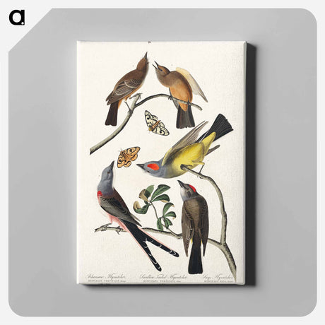 アートパネル-Arkansaw Flycatcher, Swallow-Tailed Flycatcher and Says Flycatcher from Birds of America
 - アメリカの鳥たち Canvas.
