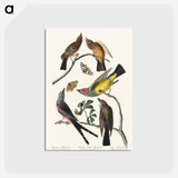 アートポストカード-Arkansaw Flycatcher, Swallow-Tailed Flycatcher and Says Flycatcher from Birds of America
 - アメリカの鳥たち Postcard.