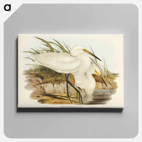 アートパネル-Spotless Egret
 - オーストラリアの鳥 Canvas.