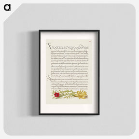 アートポスター-Pheasant's Eye and Buttercup from Mira Calligraphiae Monumenta
 - 書道のお手本 Poster.