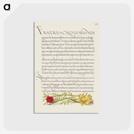 アートポストカード-Pheasant's Eye and Buttercup from Mira Calligraphiae Monumenta
 - 書道のお手本 Postcard.