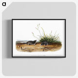 2-49_The-Viviparous-Quadrupeds_blk-crop