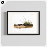 2-49_The-Viviparous-Quadrupeds_blk