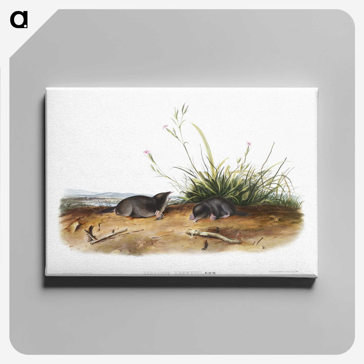2-49_The-Viviparous-Quadrupeds_canvas