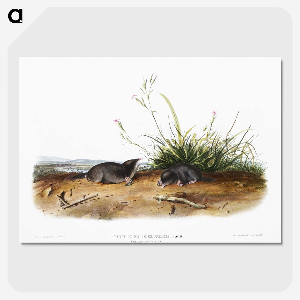 2-49_The-Viviparous-Quadrupeds_picture-crop