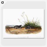 2-49_The-Viviparous-Quadrupeds_picture-crop