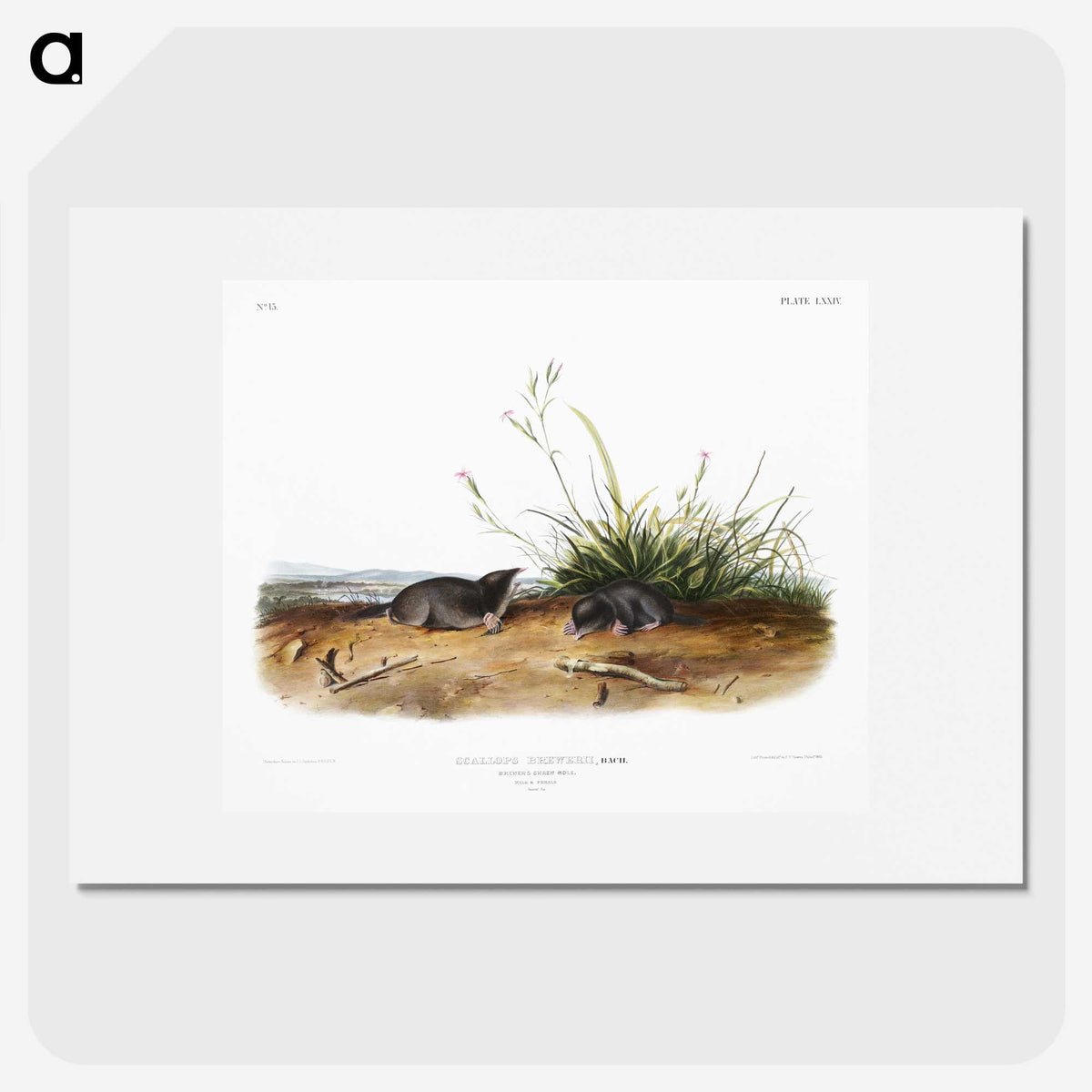 2-49_The-Viviparous-Quadrupeds_picture