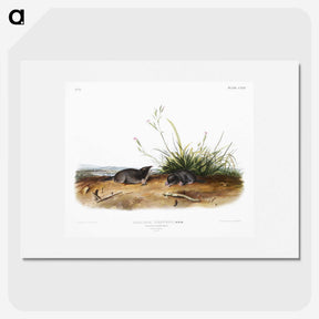 2-49_The-Viviparous-Quadrupeds_picture