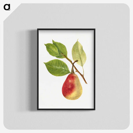 2-49_USDA-Watercolor-Fruit-Painting-Collection_blk-crop