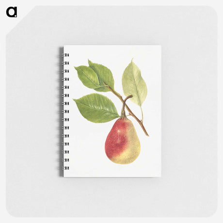 2-49_USDA-Watercolor-Fruit-Painting-Collection_memo