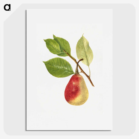 2-49_USDA-Watercolor-Fruit-Painting-Collection_picture