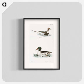 アートポスター-Oldwife (Fuliga glacialis) 264. Buff-breasted Sheldrake (Mergus merganser) illustration from Zoology of New York by . - ニューヨークの動物学 Poster.