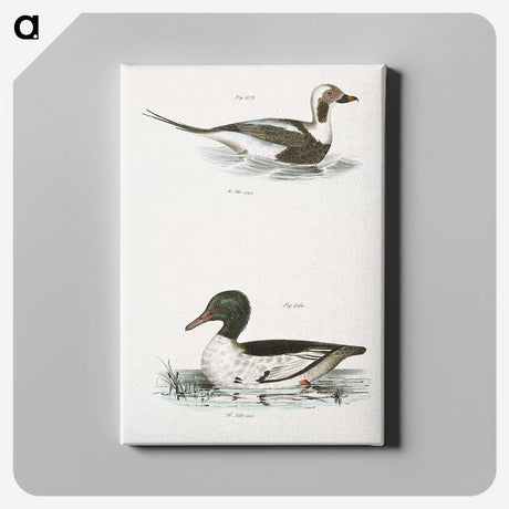 2-49_Zoology-of-New-York_canvas