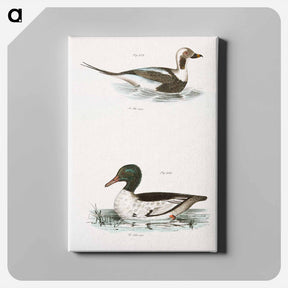アートパネル-Oldwife (Fuliga glacialis) 264. Buff-breasted Sheldrake (Mergus merganser) illustration from Zoology of New York by . - ニューヨークの動物学 Canvas.