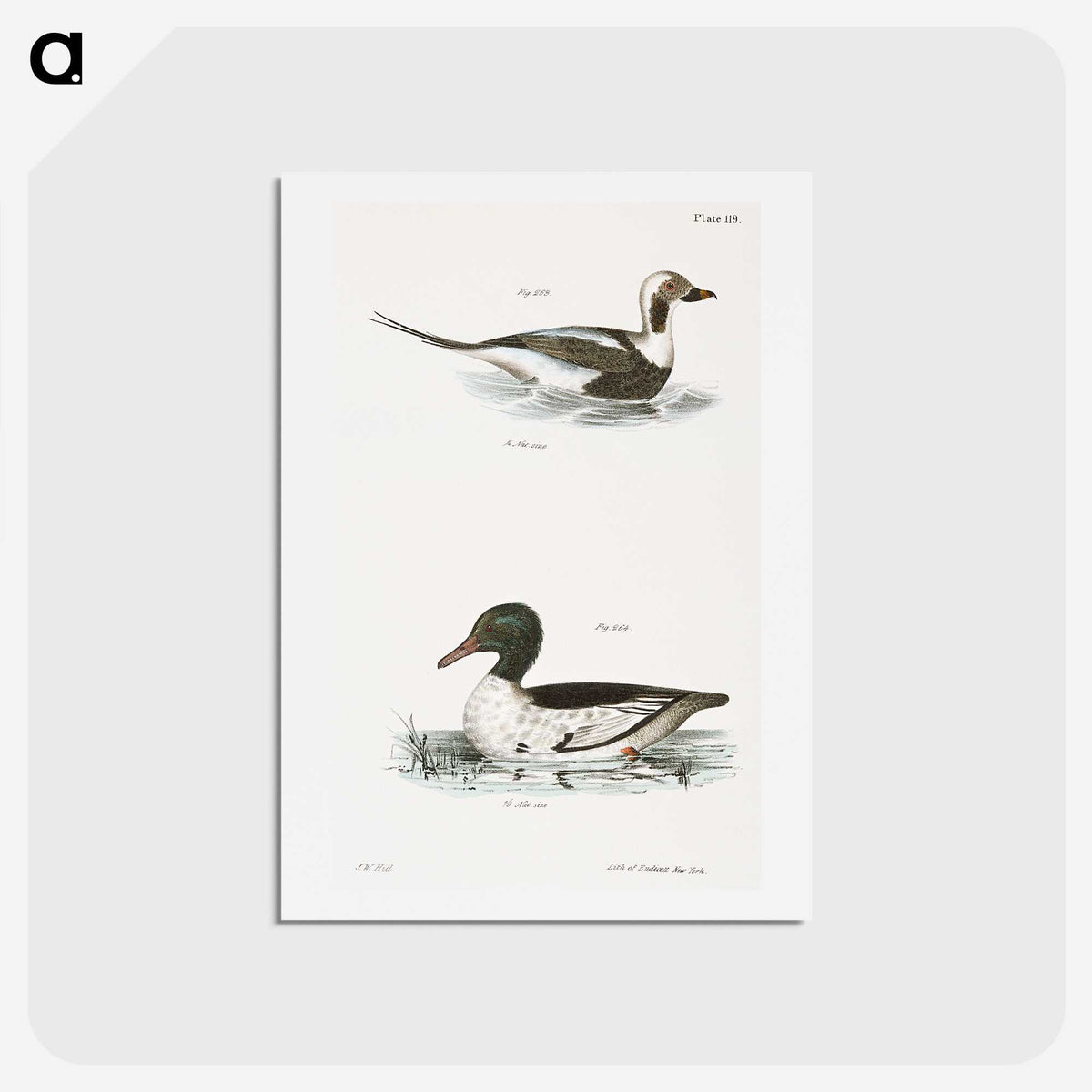 2-49_Zoology-of-New-York_hagaki