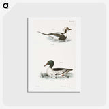 2-49_Zoology-of-New-York_hagaki