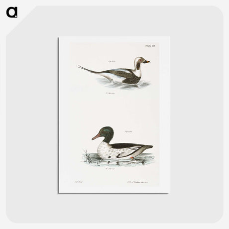 2-49_Zoology-of-New-York_hagaki